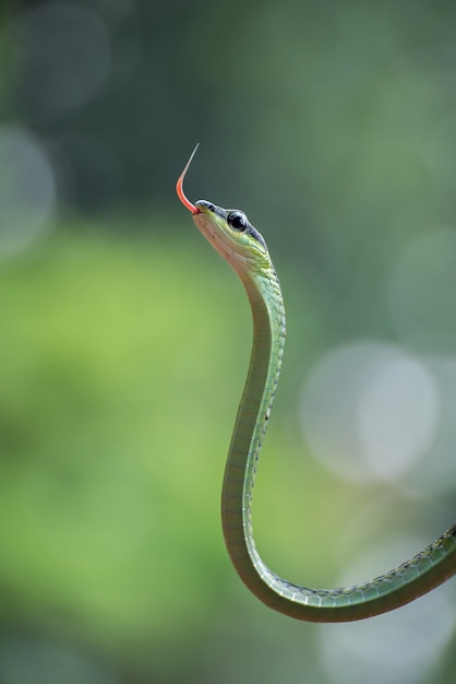 Premium Photo | Beautiful bronzeback tree snake dendrelaphis formosus ...