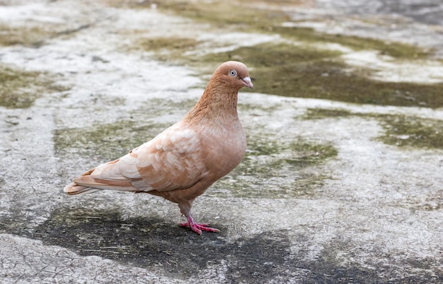 Premium Photo | Beautiful brown color domestic fancy pigeon standing ...