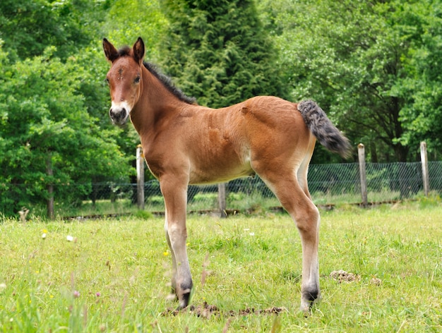 Premium Photo | Beautiful brown foal standing in a meadow