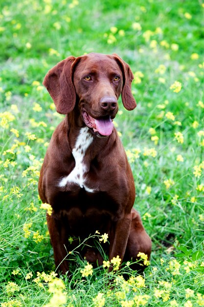 Beautiful Brown German Shorthair Braco Photo Premium Download