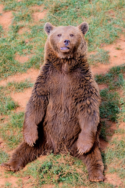 Premium Photo Beautiful Brown Spanish Bear