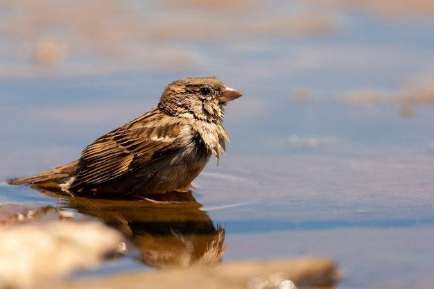 Premium Photo Beautiful Brown Sparrow Taking A Bath