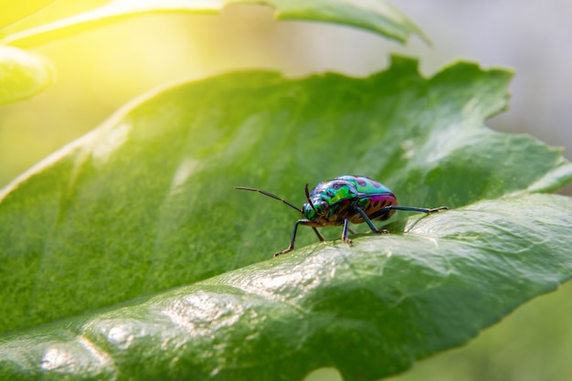 大きな緑の葉に美しい虫 太陽の光で緑の虫虫 プレミアム写真