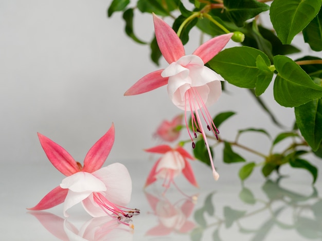 自然な灰色の背景の上に咲くピンクと白のフクシアの花の美しい束 コピースペースと花の背景 ソフトフォーカス プレミアム写真