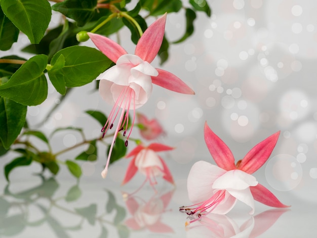 ボケ味と自然な灰色の背景の上に咲くピンクと白のフクシアの花の美しい束 コピースペースと花の背景 ソフトフォーカス プレミアム写真