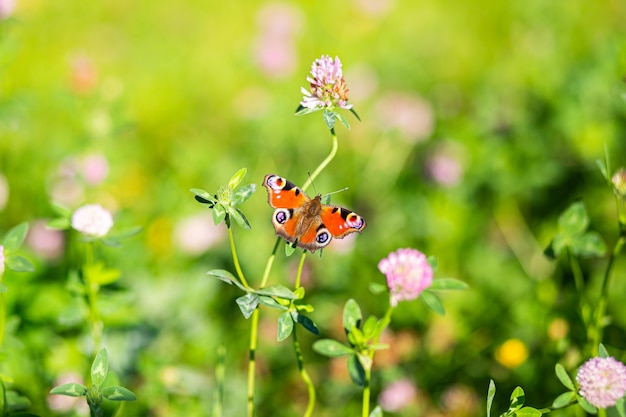 Premium Photo | A beautiful butterflly flies, sits on a flower, spread ...