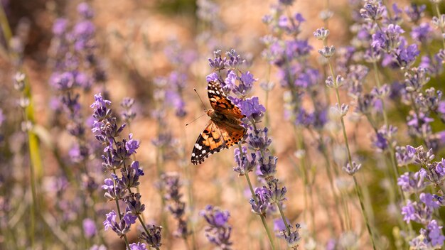 自然の花の美しい蝶 無料の写真