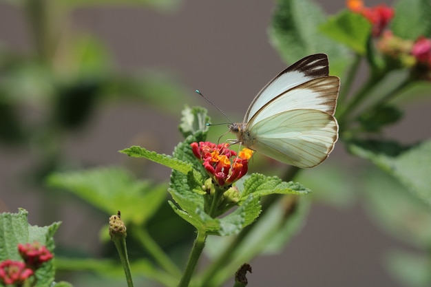 Premium Photo | Beautiful butterfly on red flower