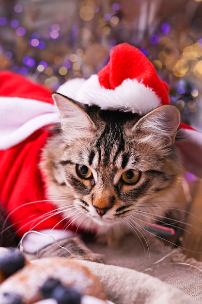 Premium Photo | Beautiful cat in santa claus clothing.