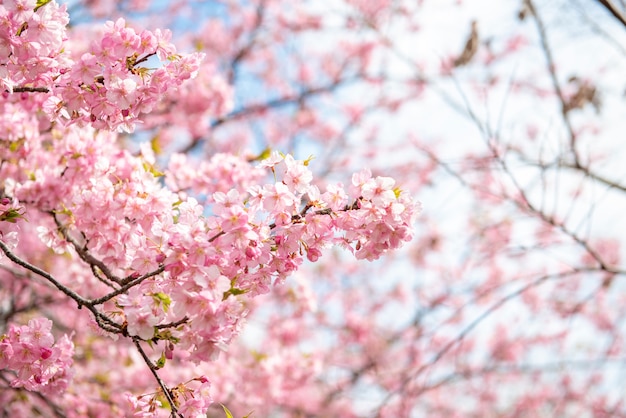 Premium Photo | Beautiful cherry blossom in matsuda, japan