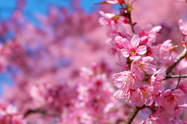 Premium Photo | Beautiful cherry blossom, pink sakura flowers with blue ...