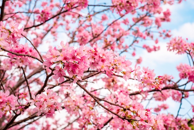青い曇り空を背景に満開の美しい桜の木 無料の写真