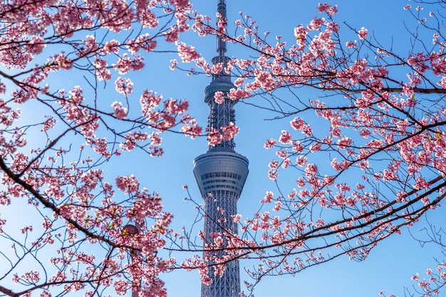 日本の東京で春に美しい桜と東京スカイツリー 無料の写真