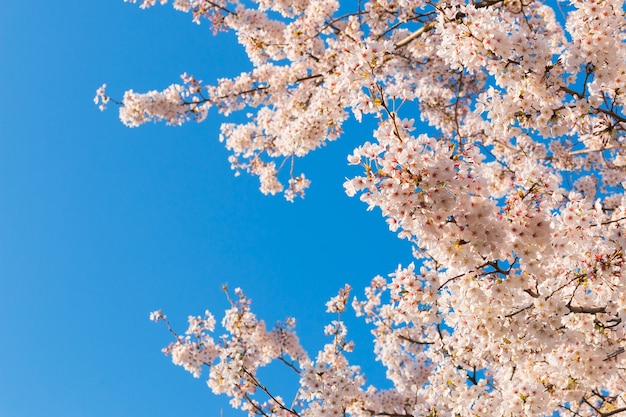 Premium Photo | Beautiful cherry blossoms above with clear blue sky in ...