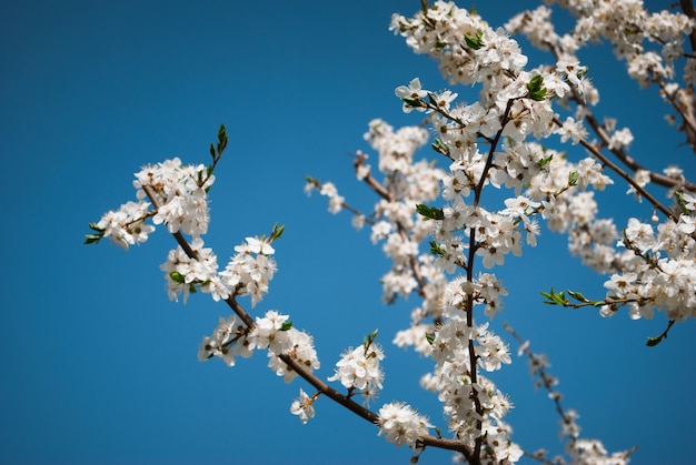 sakura bloom clove