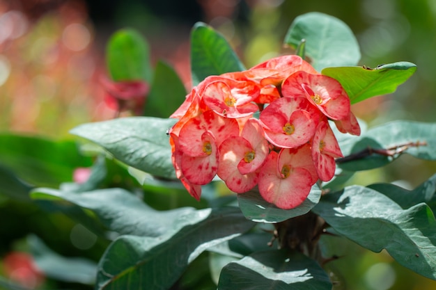 Beautiful closed up of crown of thorns or christ thorn