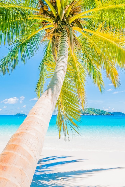 Beautiful coconut palm tree Photo | Free Download