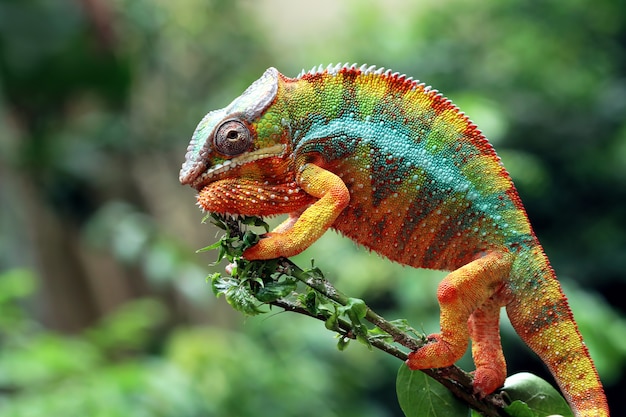 Premium Photo Beautiful Color Of Chameleon Panther Chameleon Panther On Branch Looking Around