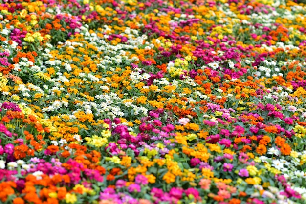 Premium Photo Beautiful Color Full Flowers Field Garden In Thailand Asia