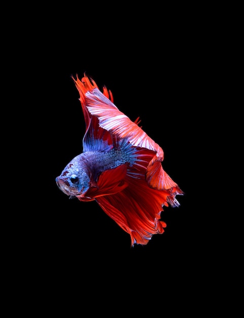 Siam Betta Fish