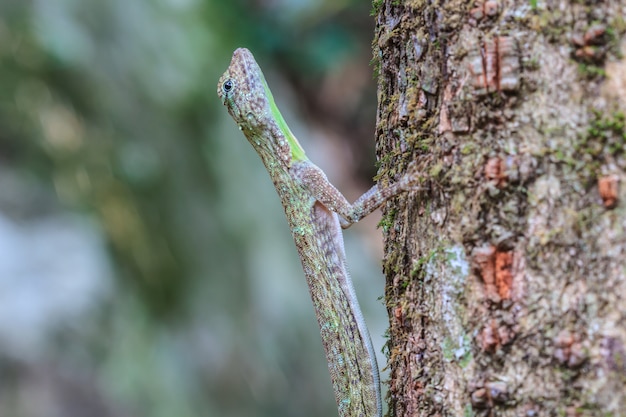 Premium Photo | Beautiful common gliding lizard or common flying drago