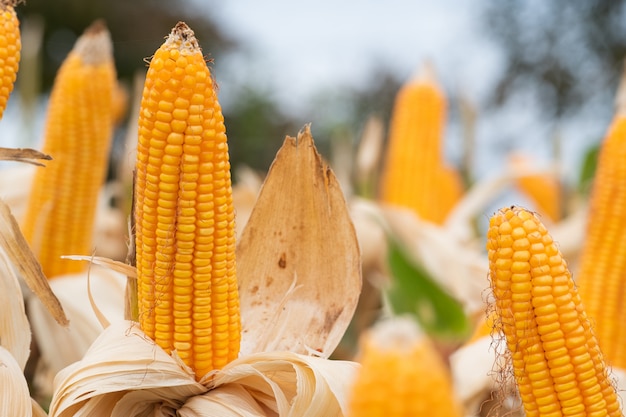 Premium Photo | Beautiful corn and leaf in plant field ready to crop or ...