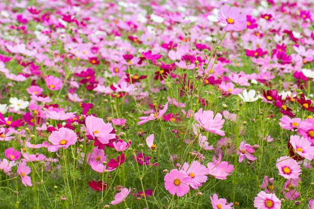 Premium Photo | Beautiful of cosmos flower field for background