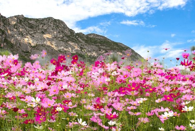 Premium Photo | Beautiful of cosmos flower field on mountain background