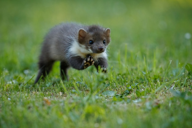 Free Photo | Beautiful cute beech marten