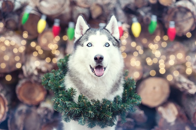 クリスマスリースと首に座って美しいかわいい笑顔シベリアンハスキー犬 プレミアム写真