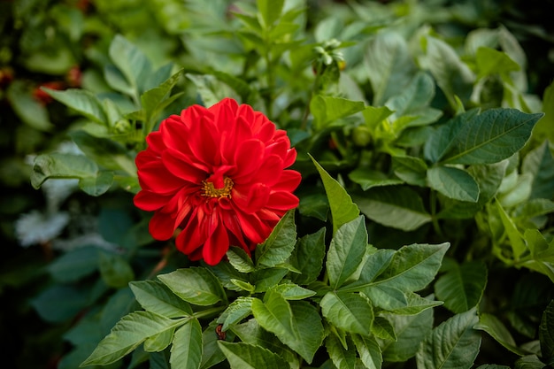 庭の美しいダリアの花 ダリアのポンポン赤 秋の庭の赤い花 夏に咲くダリアの花 プレミアム写真