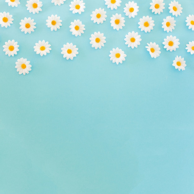 Free Photo Beautiful Daisies On Blue Background With Copy Space At The Bottom