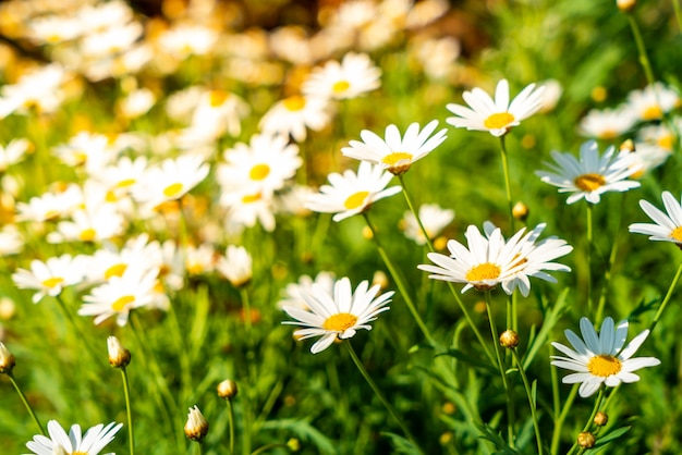 Premium Photo | Beautiful daisy flowers