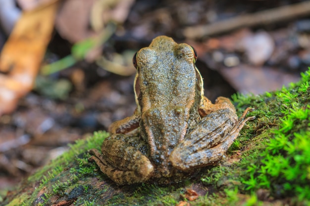 Premium Photo | Beautiful dark-sided frog in forest