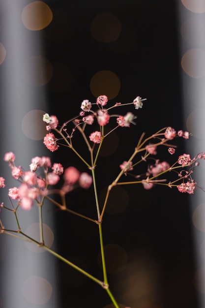 ダークブラック 壁紙に美しい装飾かわいい小さな乾燥したカラフルな花 無料の写真