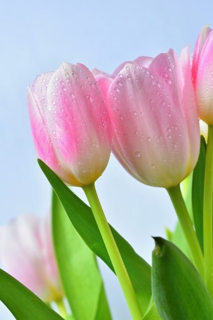 美しい繊細な春の花 ピンクのチューリップ パステルカラーと純粋な背景で隔離されています Cl 無料の写真