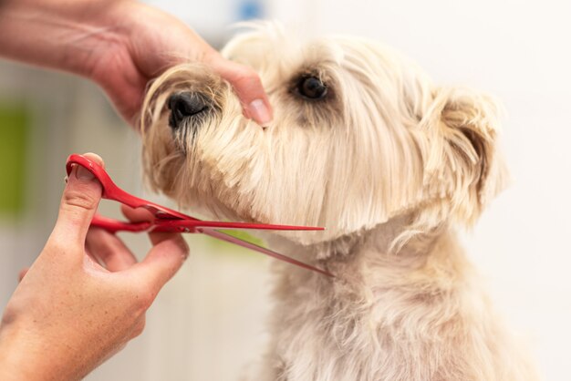 Premium Photo | Beautiful dog, close up getting his hair cut by ...