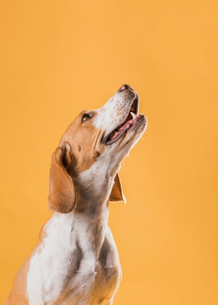 Free Photo Beautiful Dog Raising Up His Head