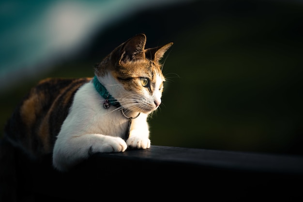 柵の上に横たわる美しい飼い猫 無料の写真