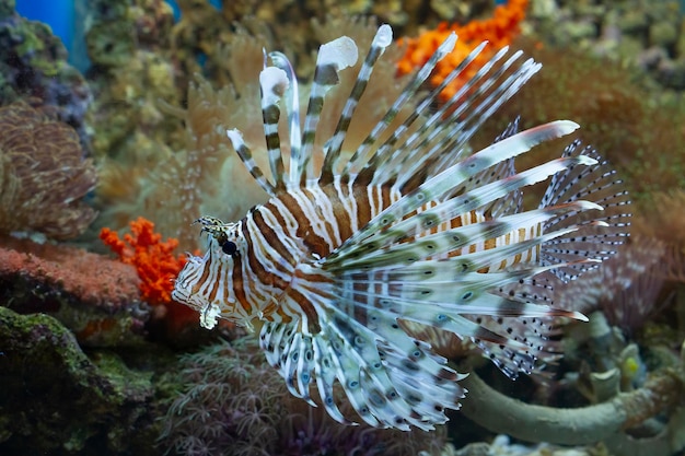 Premium Photo | Beautiful dwarf lionfish on the coral reefs dwarf ...