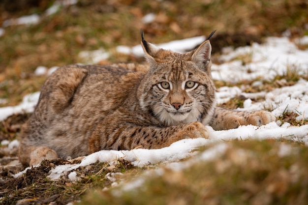 Free Photo | Beautiful And Endangered Eurasian Lynx In The Nature ...