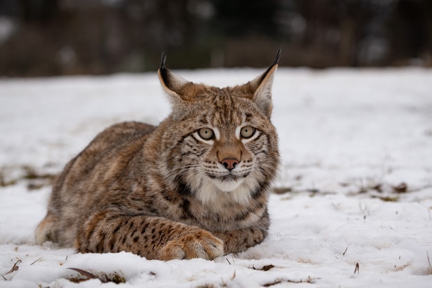 Free Photo | Beautiful and endangered eurasian lynx in the nature ...