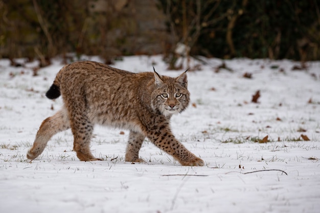 Premium Photo | Beautiful and endangered eurasian lynx in the nature ...