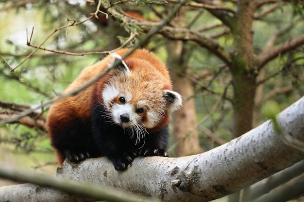 Premium Photo | Beautiful endangered red panda on a green tree