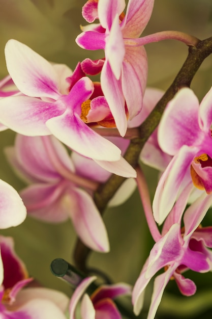 Free Photo | Beautiful exotic pink flowers