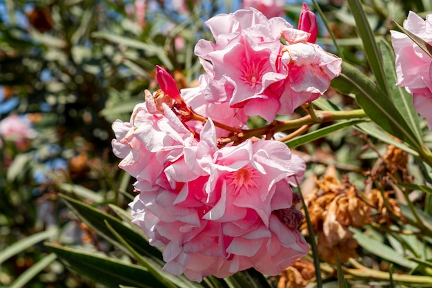 Free Photo | Beautiful exotic pink flowers