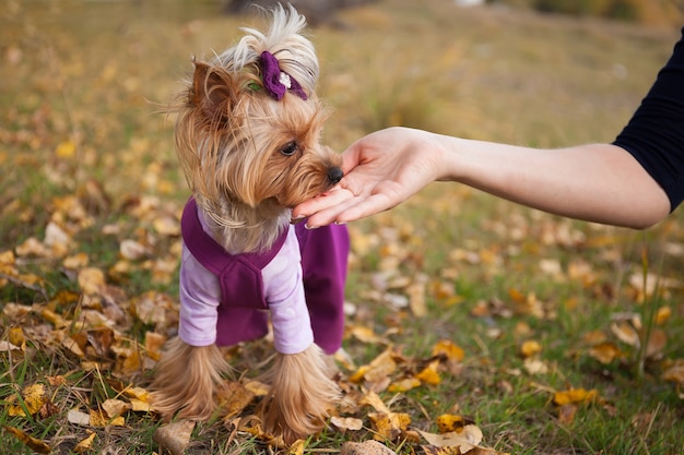 dog eats clothes