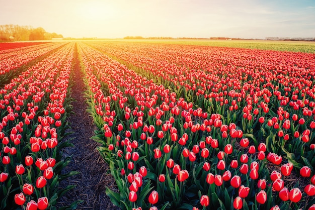 Premium Photo Beautiful Field Of Red Tulips In The Netherlands