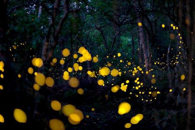 Beautiful firefly flying in the forest. | Premium Photo