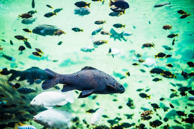 海の水で泳ぐ美しい魚 無料の写真